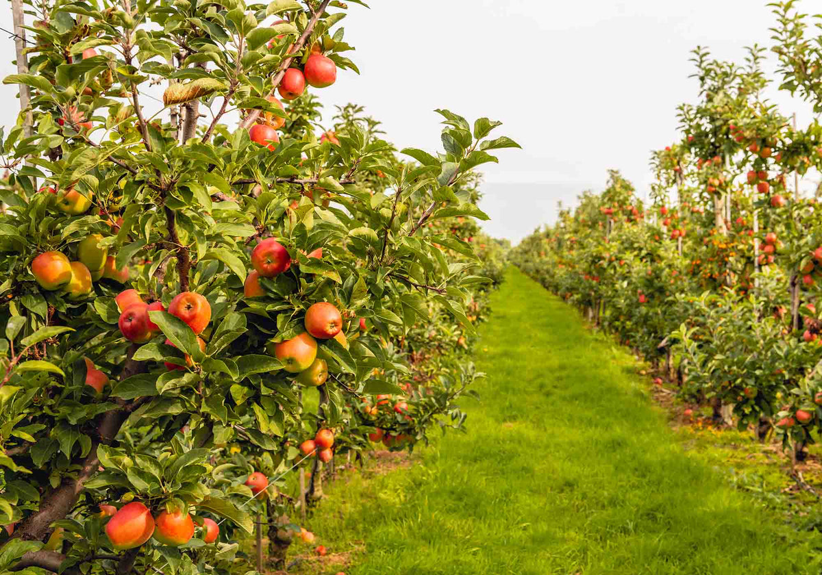 Nederlandse appelboomgaard met rijpe appels | Kaas & Borrelz