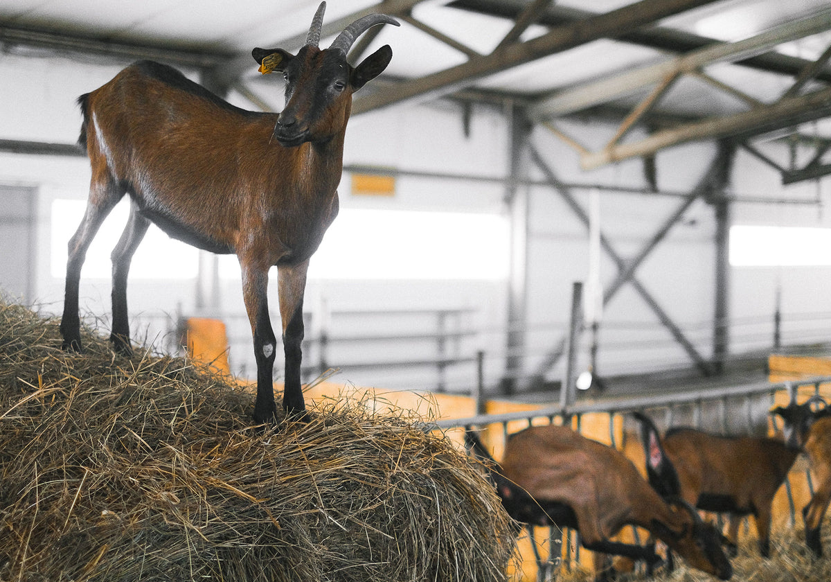 Geit in de stal van een geitenhouderij | Kaas & Borrelz