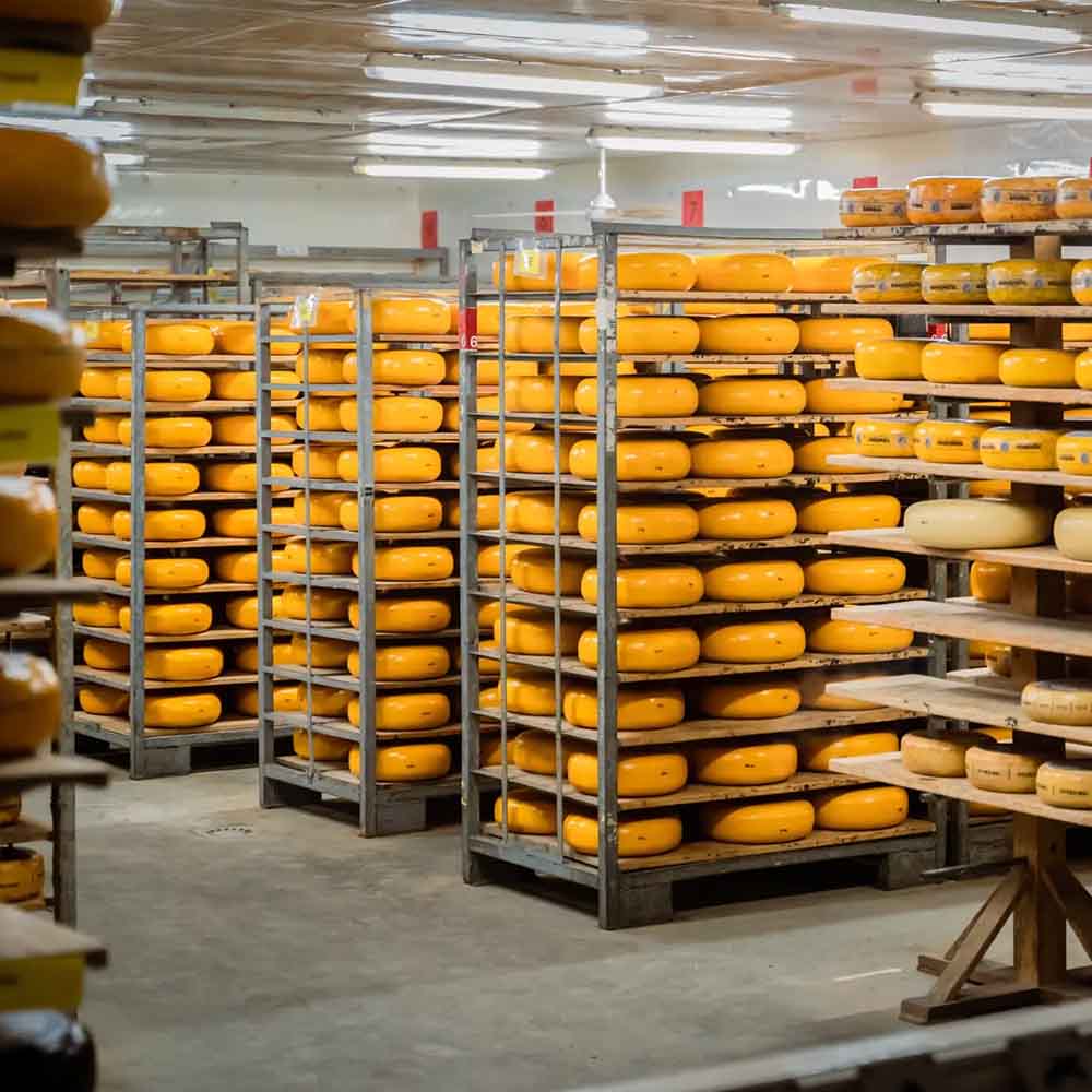 Texelse schapenkaas jong belegen 48+