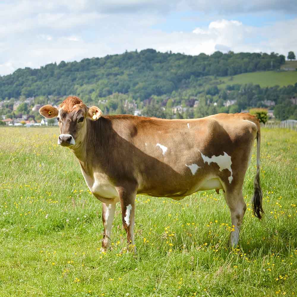 Wat is Jersey-kaas? Kaas van de melk van Jersey-koeien