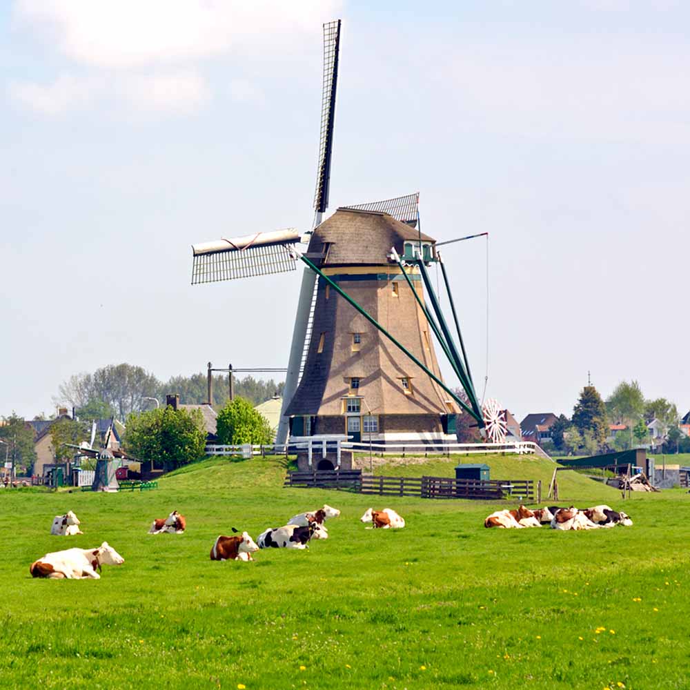 Hoe wordt kaas gemaakt? Van melk tot Goudse kaas