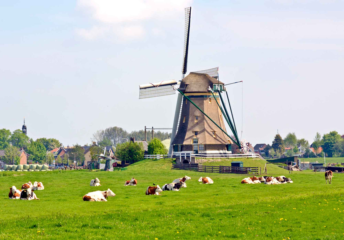 Koeien in het weiland bij een Hollandse windmolen | Kaas & Borrelz