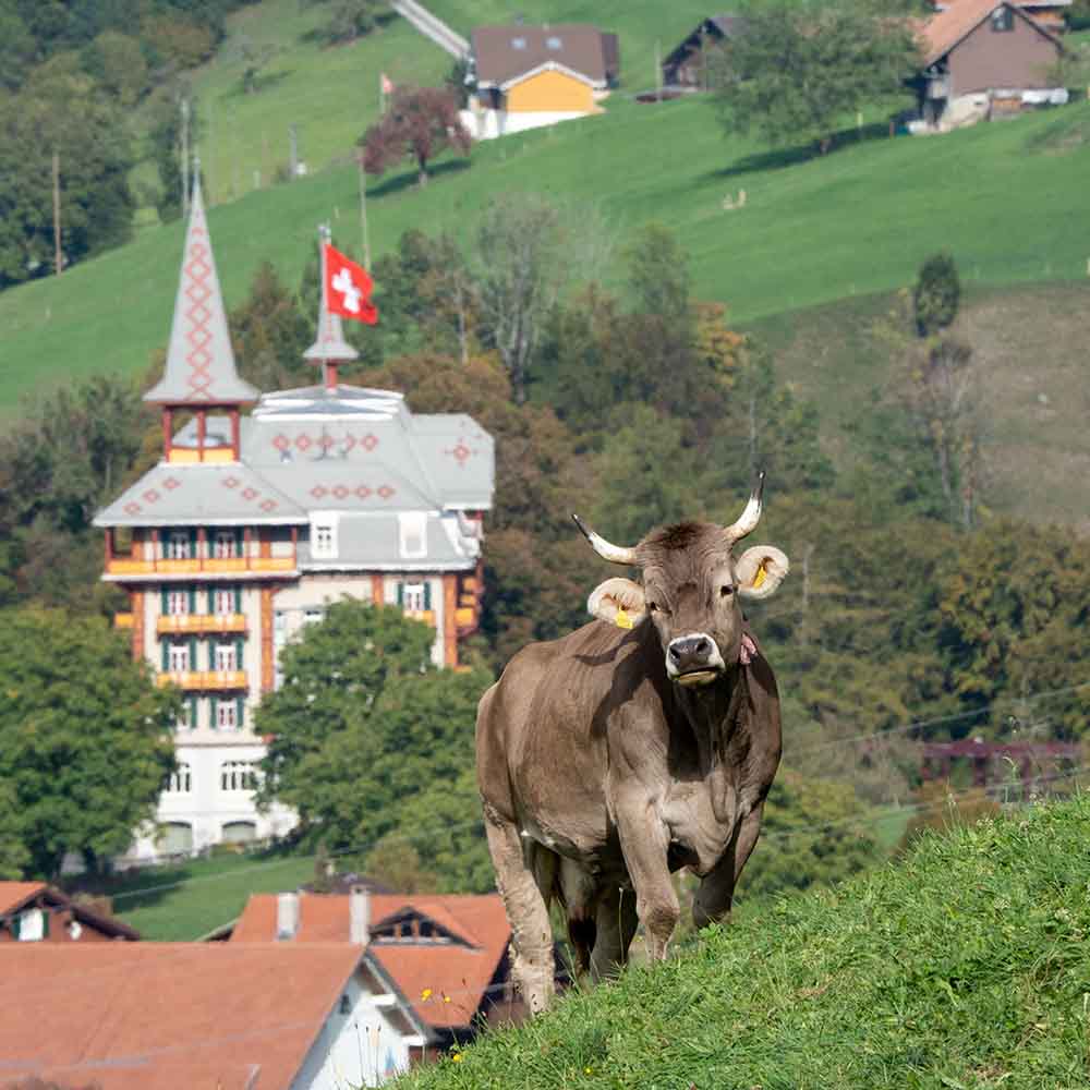 Mont Vélan Swiss mountain cheese